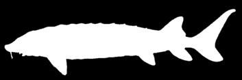 Native diadromous fish in Maine (12)