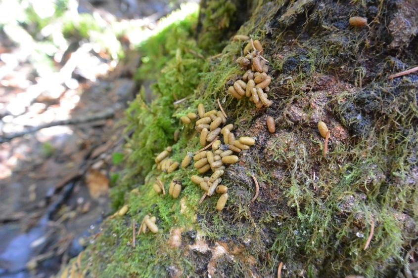 Liito oravan papanoita 2.2 Lepakot Kaikki Suomessa tavattavat lepakkolajit (Chiroptera) ovat luonnonsuojelulain 38 :n (Luonnonsuojelulaki 1096/1996) mukaan rahoitettuja.