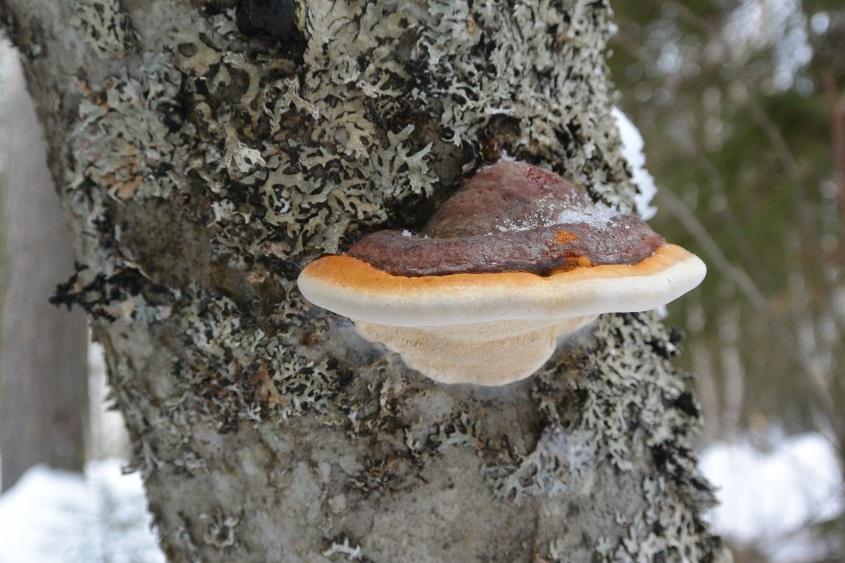 arinakääpä (Phellinus