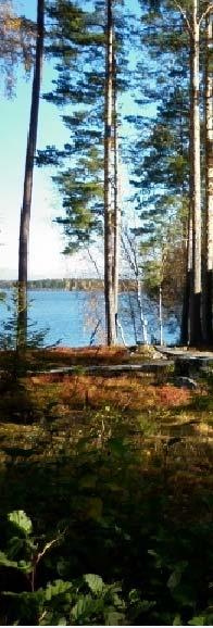 1 VESILAHTI PYHÄJÄRVI, VAKKALANSELKÄ LAUKON