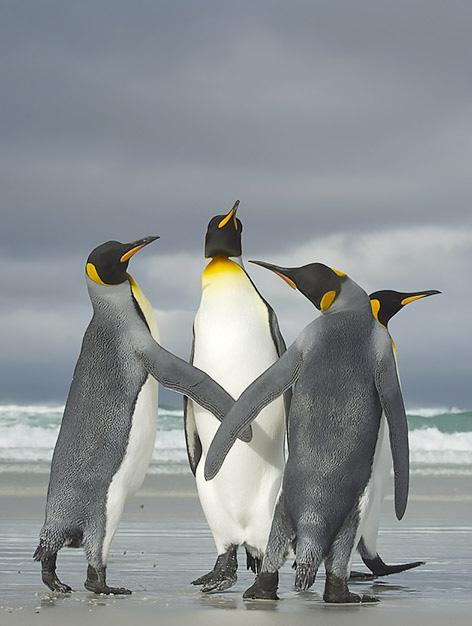 ja pienten ryhmien majoitustilana. Tämä sijaitsee noin kilometrin päässä pingviiniyhdyskunnista, mutta puuttomassa maisemassa silti näköetäisyydellä.