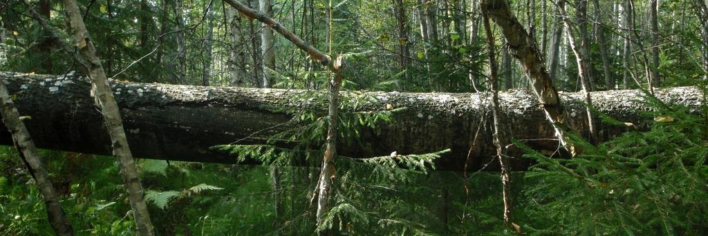 ainoat havainnot isonauhasammalesta ja pikkuliuskasammalesta (Kuva 5). Osa havainnoista on Naturaalueen rajalla tai niukasti sen ulkopuolella.