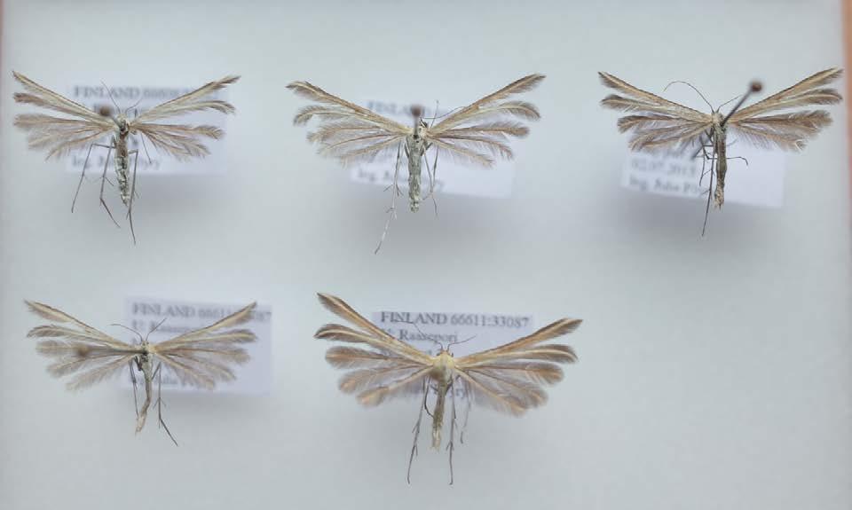 Muista siirrettyihin kasvilajeihin toukkavaiheessa erikoistuneista perhoslajeista tutkimuksen aikana havaittiin ainoastaan vaarantunut ajuruohojäytäjäkoi (Scrobipalpa artemisiella, VU), jota