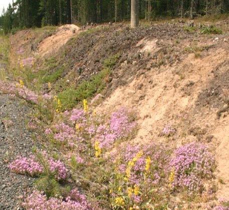 Puheenvuoro 3. Hyyppärän Natura-alueen Mikolan biodiversiteettipankki ylitarkastaja Iiro Ikonen, Varsinais-Suomen ELY-keskus Hyyppärän harjualue sijaitsee Salon ja Someron suunnalla.