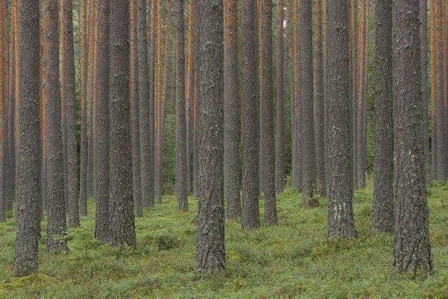 4 keväällä. Keskiviikko 15.11. klo 15.00 Kuukausiskruuvi Keskiviikko 15.11. klo 19.