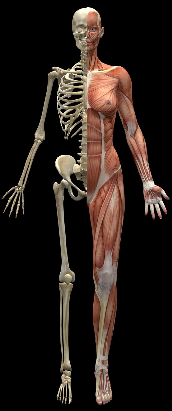 luut ja lihakset Ihmisessä on 206 luuta ja yli 600 lihasta. Löydätkö seuraavat luut ja lihakset kuvasta?