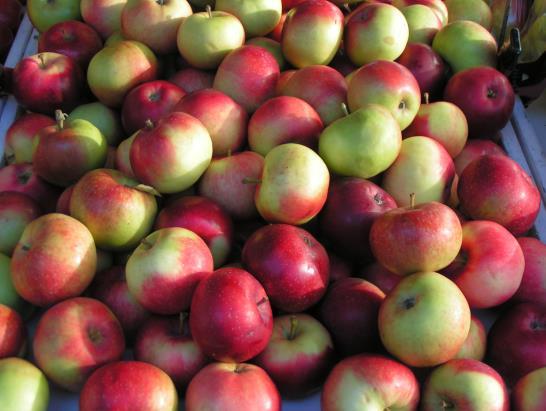 Omena ELINTARVIKKEESTA ANNETTAVAT TIEDOT Lainsäädäntö Irtomyynnissä oleva omena merkinnät