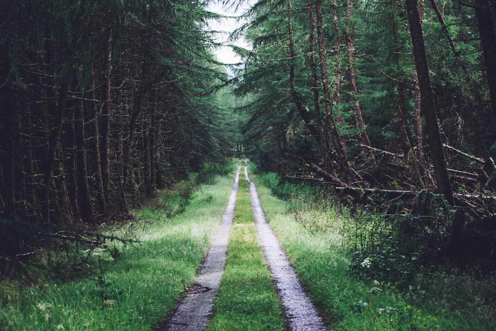 Horner on Unsplash