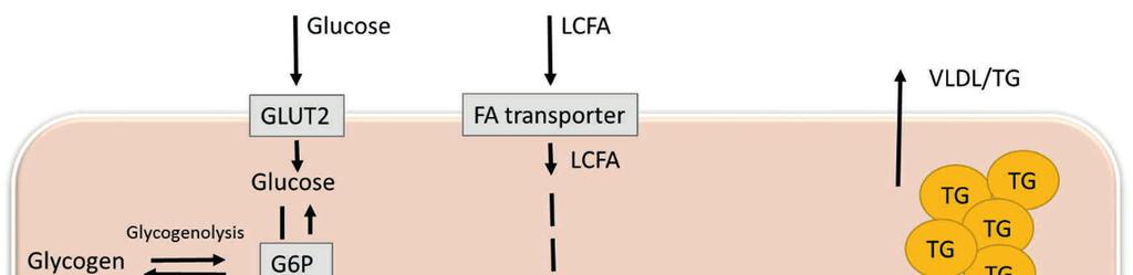 24 Review of of the literature Figure 2 Liver glucose and fatty acid metabolism. The liver takes up glucose from diet and fatty acids from diet and adipose tissue.