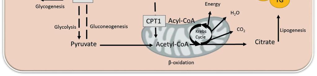 Fatty acids are first oxidized to short-chain acyl-coenzyme A (Acyl-CoA) in peroxisomes, and then oxidized to energy