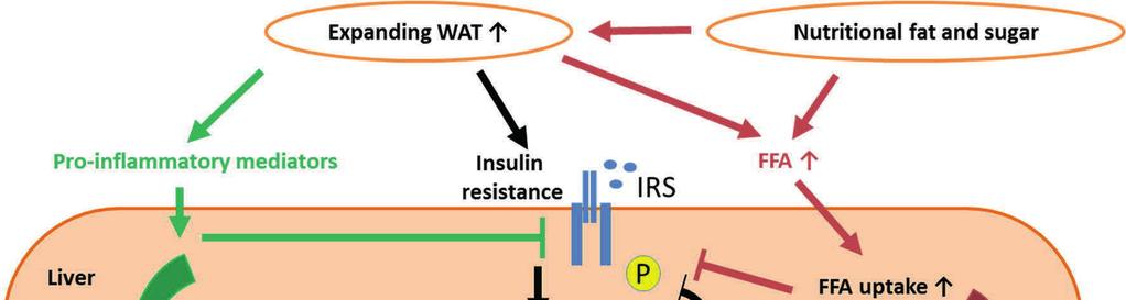 Review of of the literature 27 Figure 3 The association of steatosis, insulin resistance and inflammation in the liver.