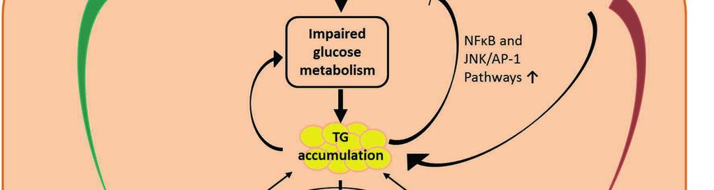 IR is caused by WAT-derived pro-inflammatory responses (green lines and arrows) and increased free fatty acid (FFA) levels (red lines and arrows), but also hepatic steatosis can activate inflammatory