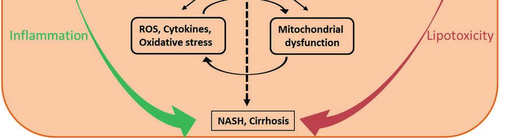 The same inflammatory responses also trigger tissue damage and the progression of simple steatosis to non-alcoholic steatohepatitis (NASH) and cirrhosis.