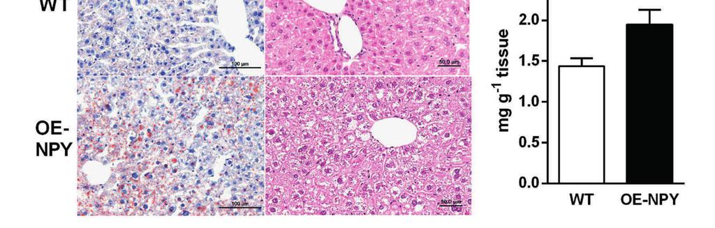 Reprinted with permission from Ailanen et al. J Endocrinol 2017, 234(1):57-72.