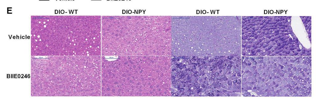 DβH mice (interaction P < 0.05 and P = 0.05, respectively) (Fig. 19A, B).