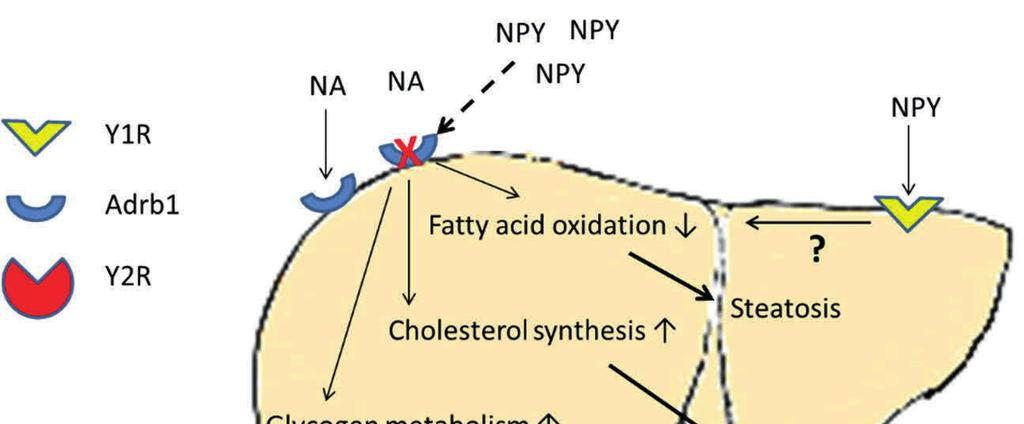 Results and Discussion 93 mechanism of action of NPY overexpression in noradrenergic neurons seems to be decreased SNS activity in the liver due to decreased expression of Adrb1.