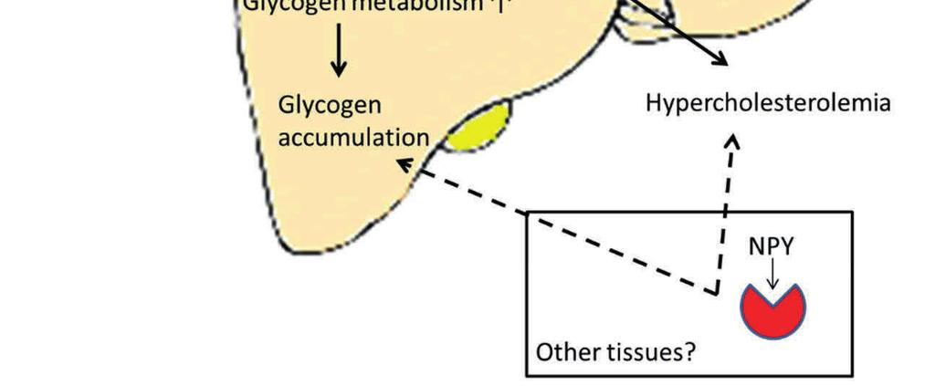 Y1-receptors would also decrease fatty acid oxidation.