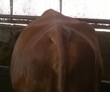 maidon pitoisuudet Lihava lehmä sairastuu herkemmin Poikimahalvaukseen, sorkkakuumeeseen,
