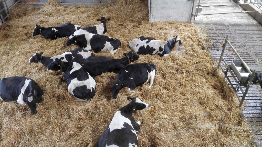 Poikimiseen valmistautuminen Poikimaan puhtaaseen ja hyvin kuivitettuun karsinaan 2-3 viikkoa ennen poikimista tärkeää aikaa lehmälle ja syntyvälle vasikalle Karsinoiden pesu, desinfiointi, kuivaus
