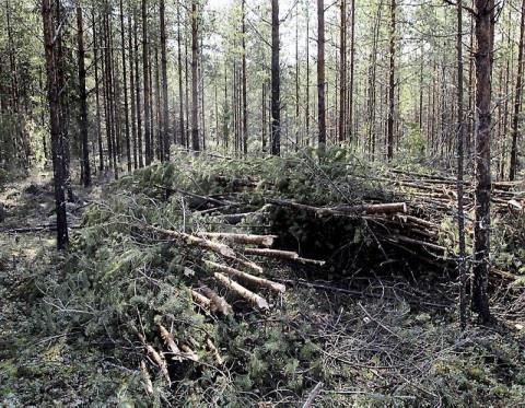 Metsäbiomassojen tuotannon kestävyys Jos maatason tietoa ei ole, voidaan samat seikat osoittaa metsälön tai metsätilan tasolla Hakkuut tapahtuvat laillisen luvan mukaisesti, metsät uudistetaan