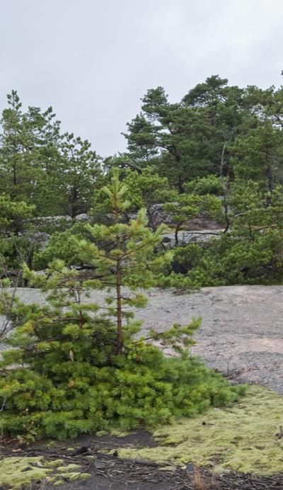 6. Vetovoimainen ympäristö Kaavaratkaisun muodostamisen lähtökohtia Laaja ja monipuolinen kokonaisuus, jäsennetty kaavatyössä nyt neljään tarkastelunäkökulmaan: Luonnon monimuotoisuus