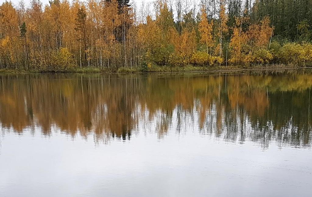 LAMMEN TILASTA Matalana vesistönä Varaslammella on suurentunut riski rehevöityä ja ravinteiden ja klorofyllin pitoisuuksien perusteella se onkin rehevöitynyt humuslampi. Vesi on sameaa.