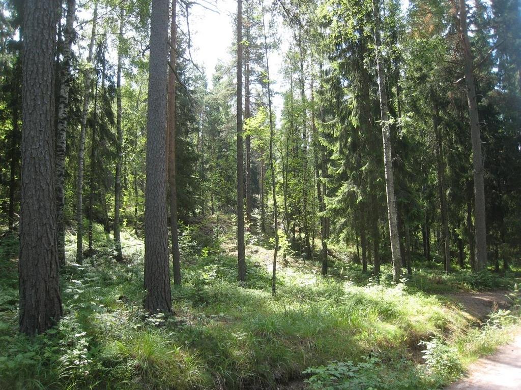 Ympäristöselvitys 51 Kivikon metsä Reittivaihtoehtoja sijoittuu Kivikon alueella yhtenäiselle metsäalueelle.