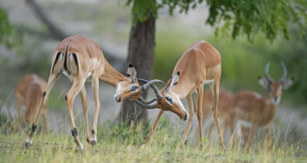 ikimuistoisia punaisia auringonlaskuja. Illallista nautimme tunnelmallisessa ravintolassa, joka on rakennettu osin suurten graniittipaasien katveeseen. Majoittuminen: Seronera Wildlife Lodge Pe 28