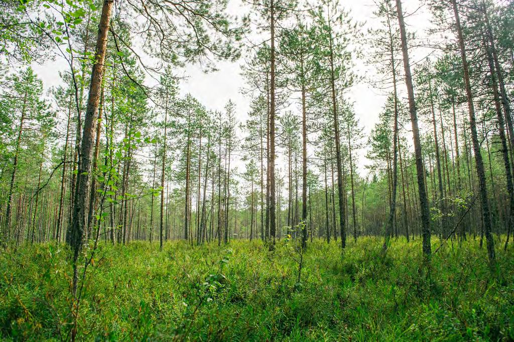 Pohjois-Savossa 83 prosenttia pinta-alasta on metsätalouden maata 9,5 miljoonaa kuutiometriä puuston vuotuinen kasvu 1,4 miljoonaa hehtaaria metsä- ja kitumaata 83 % metsätalousmaan osuus maa-alasta