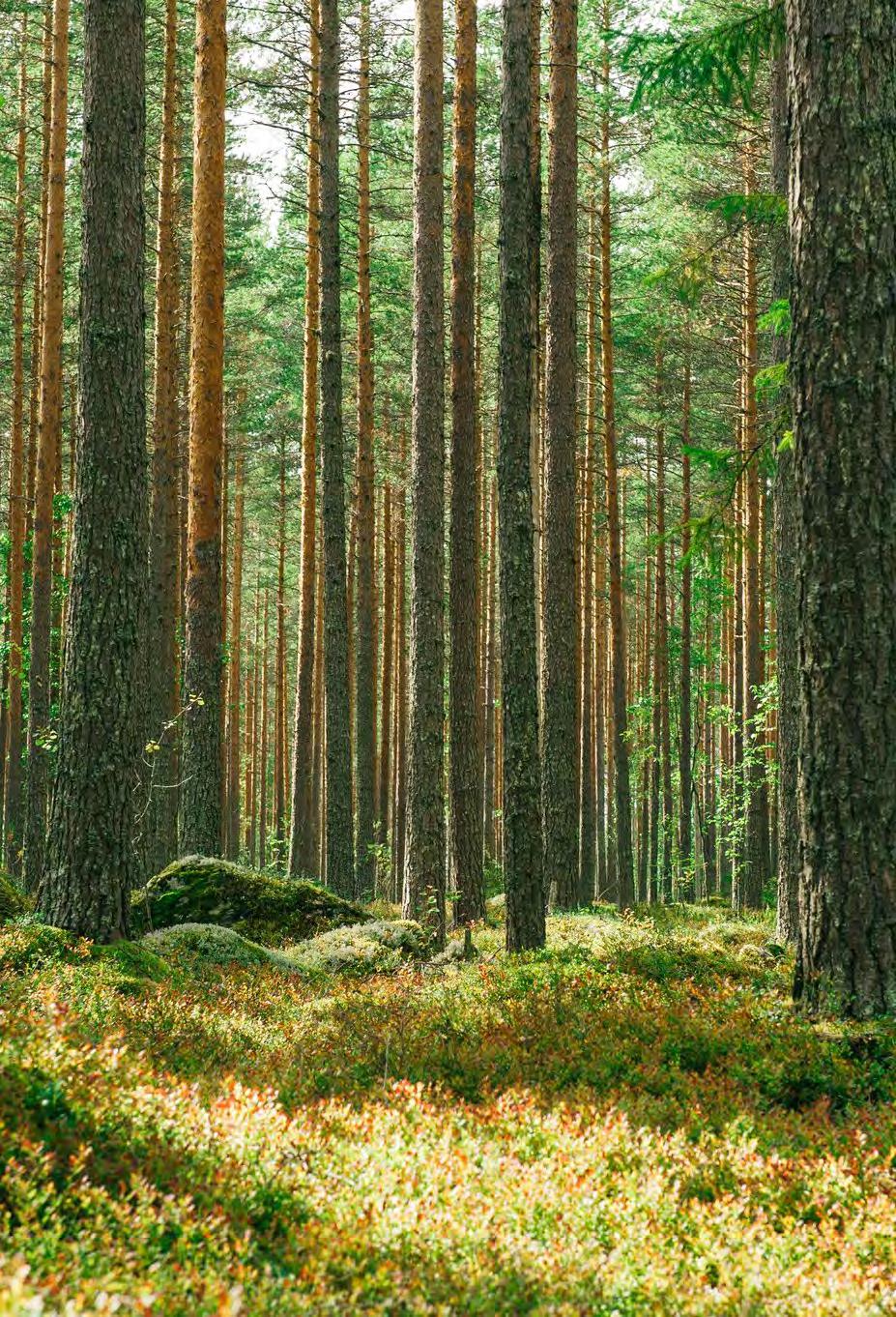 Metsillä on suuri merkitys hiilen sidonnassa Kasvavat metsät sitovat hiiltä Metsänhoidolla voidaan vaikuttaa hiilitaseeseen CO 2 1 t O 2 0,7 t Energiapuun käytöllä korvataan