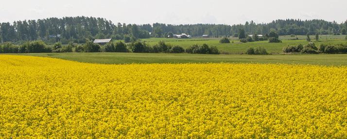 proteiinin uudet lähteet 21 Öljyhamppu on yksi harvoista erikoiskasveista, joista meillä on Suomessa jalostettu lajike, Finola.
