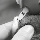 Kosketa veripisaraa mittaliuskan jommallakummalla