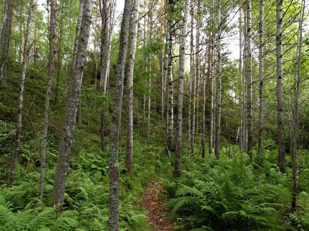 Metsät Metsien uhanalaisista lajeista lehdoissa elää 45,3 % Vanhoissa metsissä 34,2 % Harjumetsissä 9 % Metsät