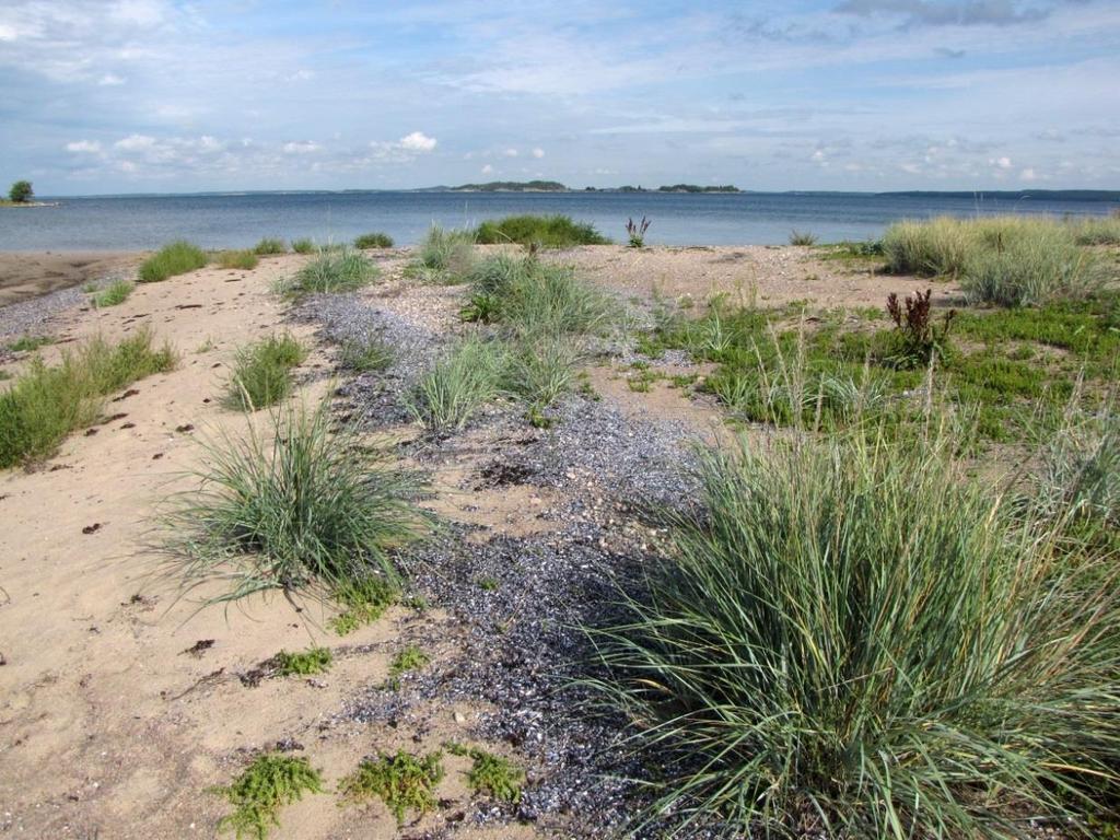 Rannat Uhanalaisia rantalajeja 283 eli 10,6 % kaikista uhanalaisista Uhanalaisista rantalajeista 64 % Itämeren rannoilla, eniten lajeja hiekka- ja dyynirannoilla Avoimien alueiden umpeenkasvu