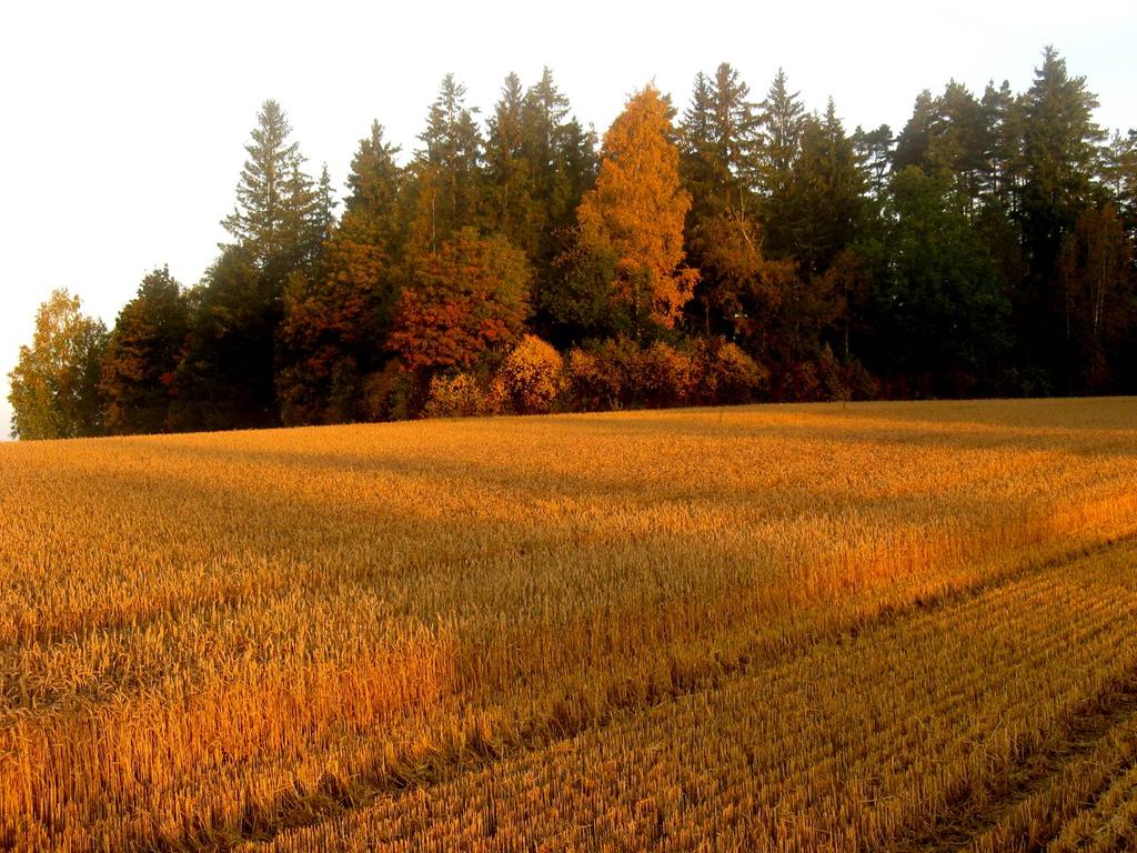 KASVUKAUSI 2008 Millä keinoilla onnistuttiin Lähde: