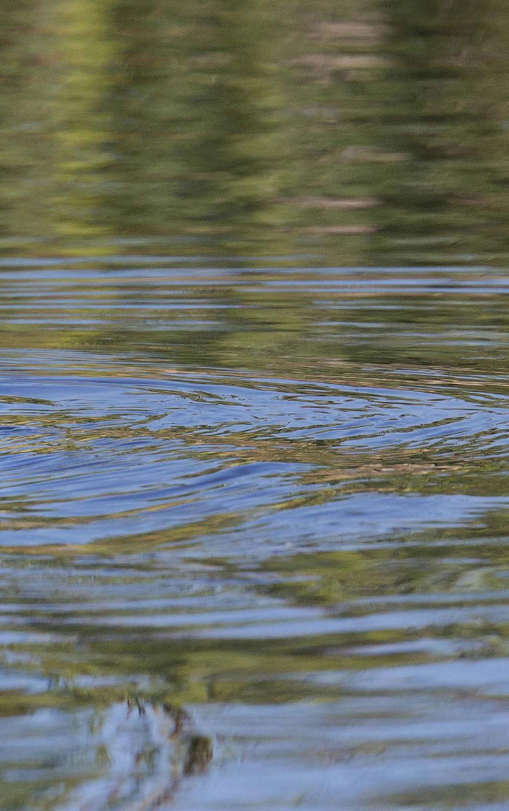 LINNUSTONSEURANTA Nokikanan pesimäkanta on romahtanut 1990-luvulta. Yhtenä syynä pidetään elinolosuhteiden heikkenemistä lajin suosimilla lintu järvillä.