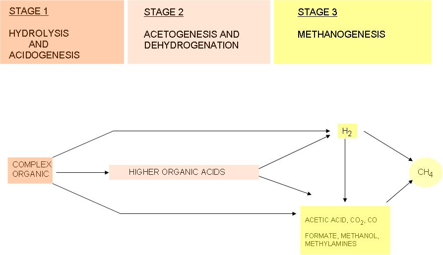 9 conditions. Each stage of the methane fermentation is mediated by functionally different microorganisms. Figure 1. Different stages of methane fermentation. Adapted from Miyamoto, 1997.