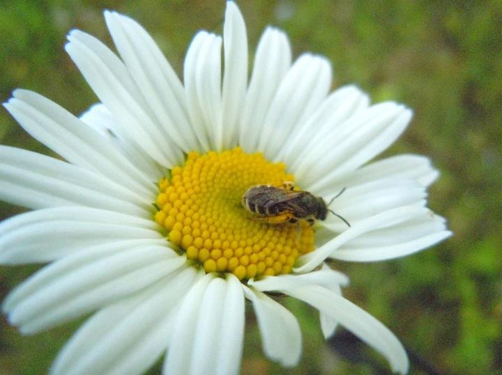 Tuulipölytteisiä kasveja ovat esimerkiksi viljat, heinät ja useat puut kuten mänty, kuusi, koivu, leppä, haapa.