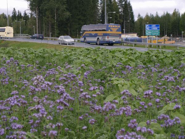 Maisemaseos Massana kukkivat kasvustot houkuttelevat pölyttäjiä Jos on mahdollista viljellä mesikasveja niin kannattaa