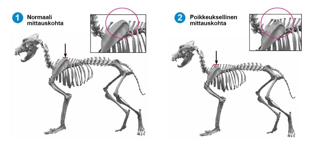 Koiran tulee seisoa asennossa, joka täyttää seuraavat kriteerit: 1. Koiran kyynärvarret (kyynärluu ja värttinäluu) ovat sivusta katsottuna täsmälleen pystysuorassa. Kuva 3. 2.