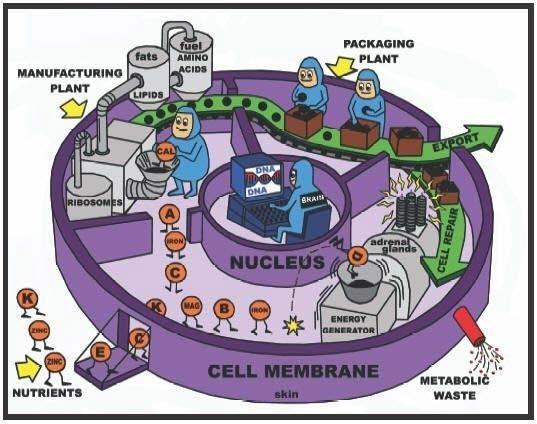 Solu tuotantolaitoksena Cell factory Bioteknisiä prosesseja, joissa biokatalyyttinä toimivat solut kutsutaan fermentoinniksi / fermentaatioksi / fermentointiprosesseiksi Tuotteena voi olla solumassa