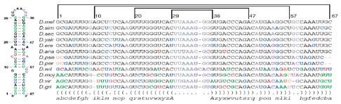 functions Protein-coding genes - Codon Substitution