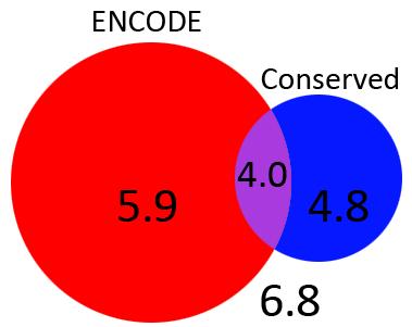 Human constraint outside conserved regions Active regions Average diversity (heterozygosity)