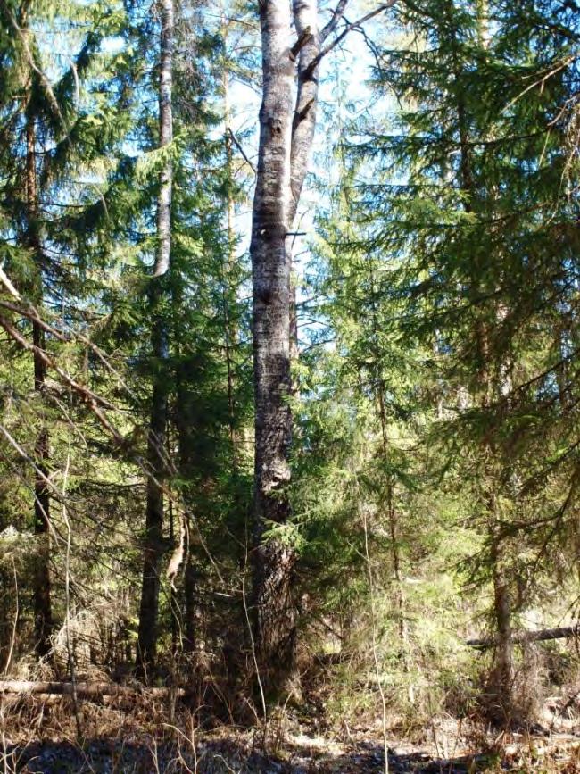 4 Länsiosa voimalinjan molemmin puolin vanhaa kuusikkoa. Itäosa pääosin varsin nuorta lehtipuustoa. Runsaasti haapaa, myös leppiä ja vanhoja raitoja. Ei kolopuita.