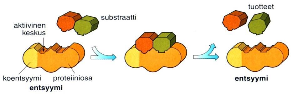 Entsyymien vaikutuksesta solussa syntyy tai hajoaa molekyylejä.