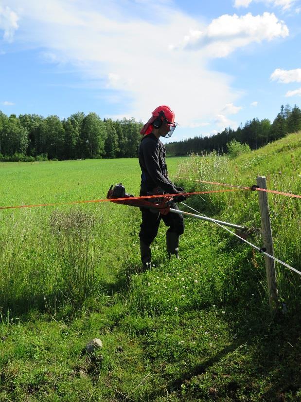 Luomu on laiduntamista, ei pelkkää ulkoilua Laiduntaminen on yksi iso kokonaisuus luomukotieläintuotannossa Luomuun lähdön edellytyksenä on laidunnuksen onnistuminen