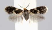 Harvinaiset lajit Rare species Stigmella basiguttella 5 mm Laji, jota on aikaisemmin ilmoitettu noin 20 havaintoa Varsinais-Suomesta ja Ahvenanmaalta.