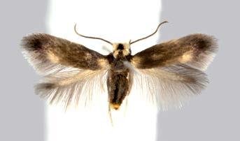 Syksyllä 2008 monia Nepticuliidae-heimon lajeja oli keskimääräistä enemmän toukkana, eikä S. basiguttella tehnyt poikkeusta.