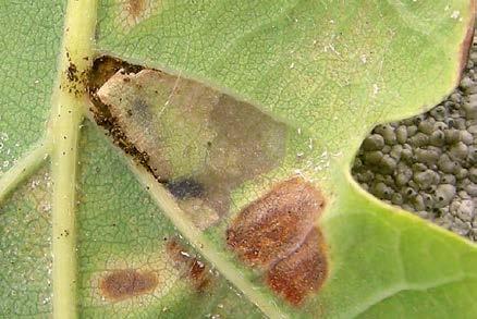 albifasciellaa rajoittuneempana. E. subbimaculellaa on tavallisimmin havaittu lähinnä Ahvenanmaalla.