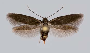 Edellisten, Stigmella basiguttella mukaan lukien, lisäksi esimerkiksi Stigmella incognitella -toukkia havaittiin yksistään Al Lemlannissa muutamassa omenapuussa tuhansia (P. Hirvonen, M. & T.